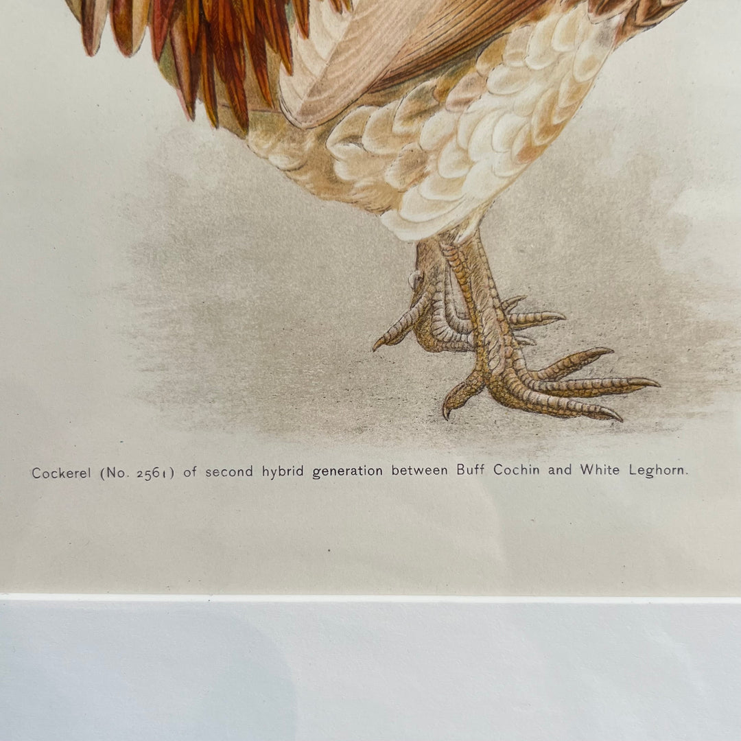 Original 1909 Kako Morita Chicken Lithograph (Plate 10)