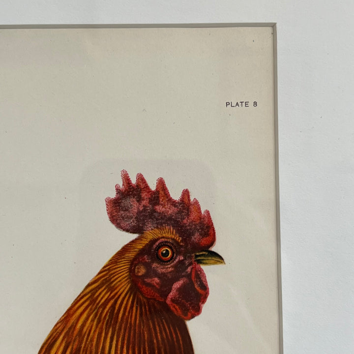 Original 1909 Kako Morita Chicken Lithograph (Plate 8)