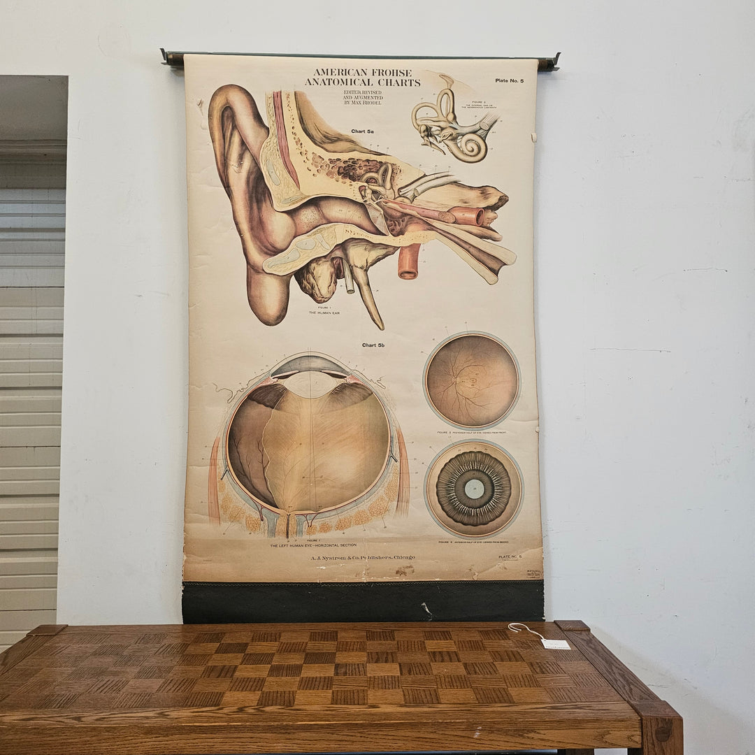 American Frohse Anatomical Chart