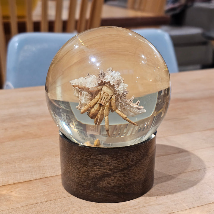 Nature Gems - Hermit Crab