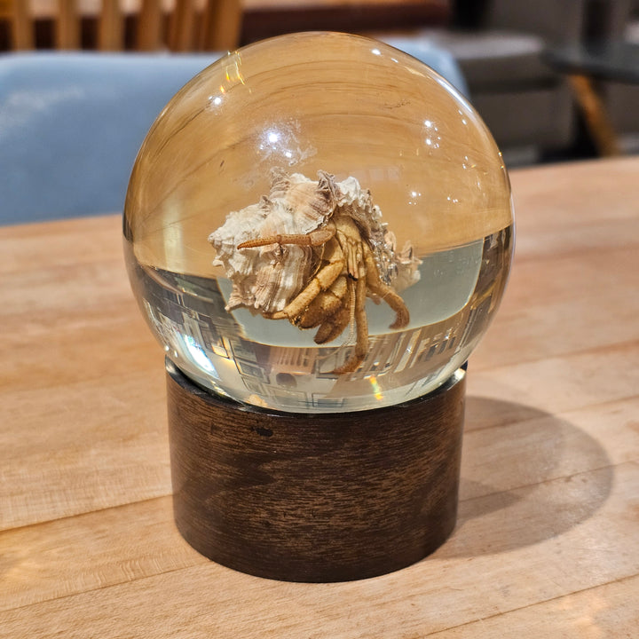 Nature Gems - Hermit Crab