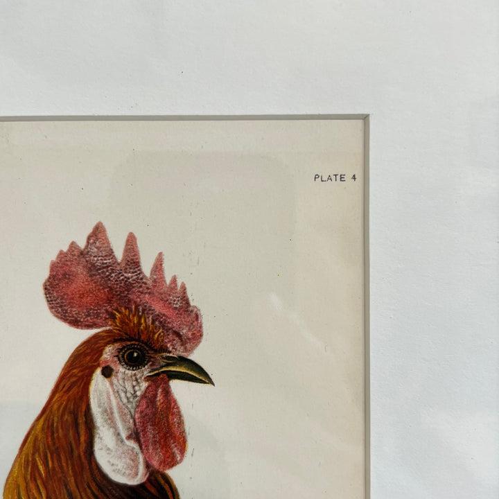 Original 1909 Kako Morita Chicken Lithograph (Plate 4)