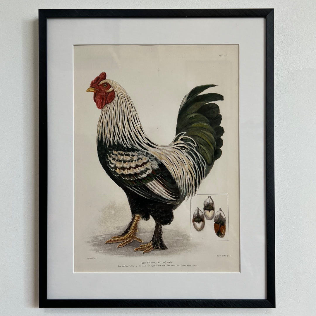 Original 1909 Kako Morita Chicken Lithograph (Plate 11)