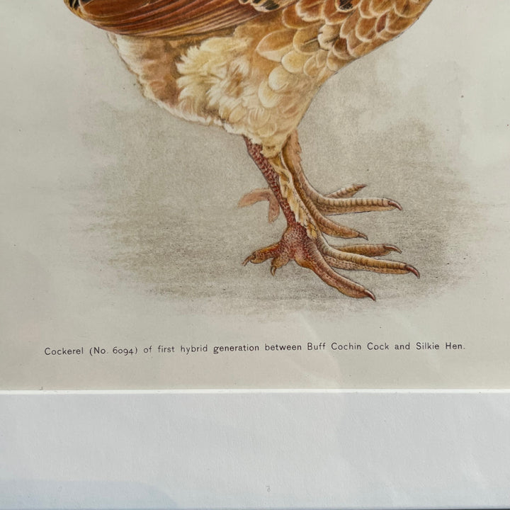 Original 1909 Kako Morita Chicken Lithograph (Plate 9)
