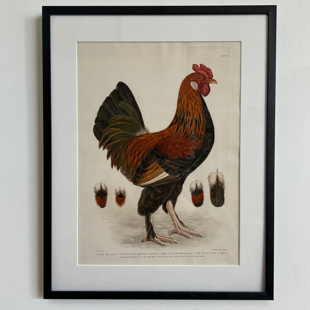 Original 1909 Kako Morita Chicken Lithograph (Plate 12)