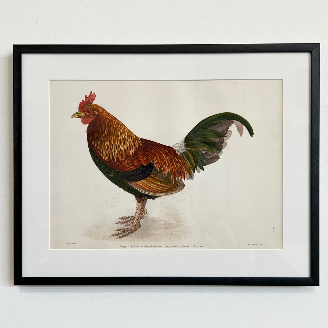Original 1909 Kako Morita Chicken Lithograph (Plate 1)