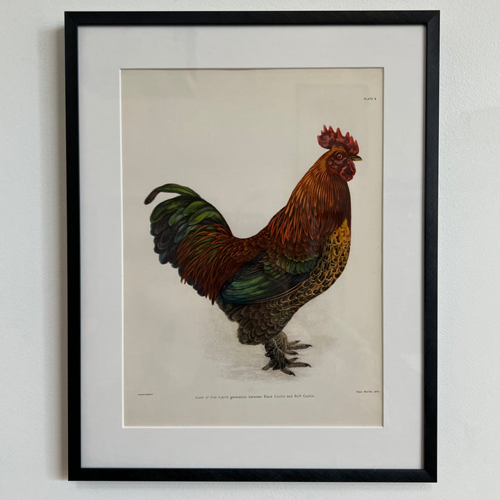 Original 1909 Kako Morita Chicken Lithograph (Plate 8)