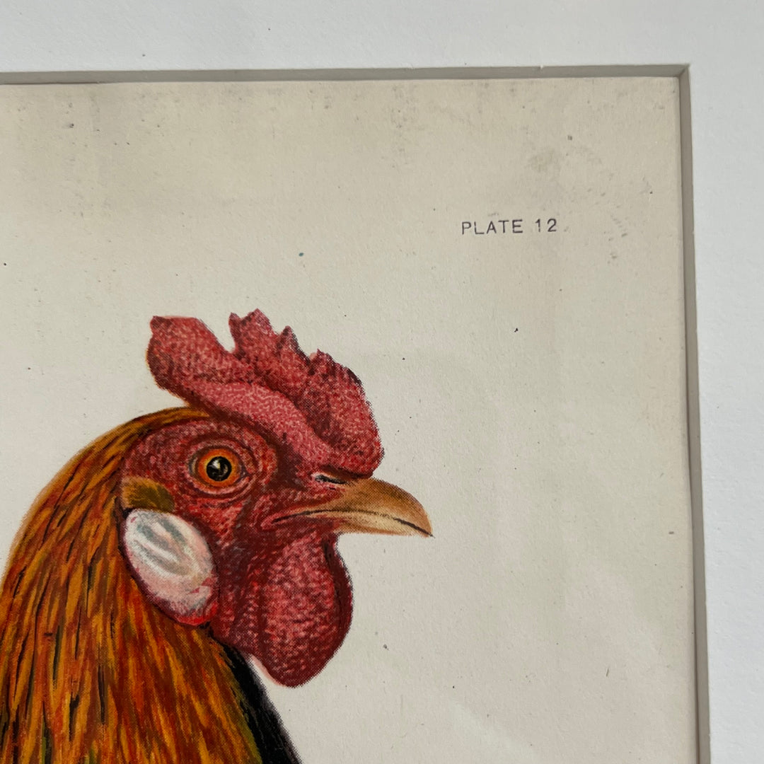 Original 1909 Kako Morita Chicken Lithograph (Plate 12)