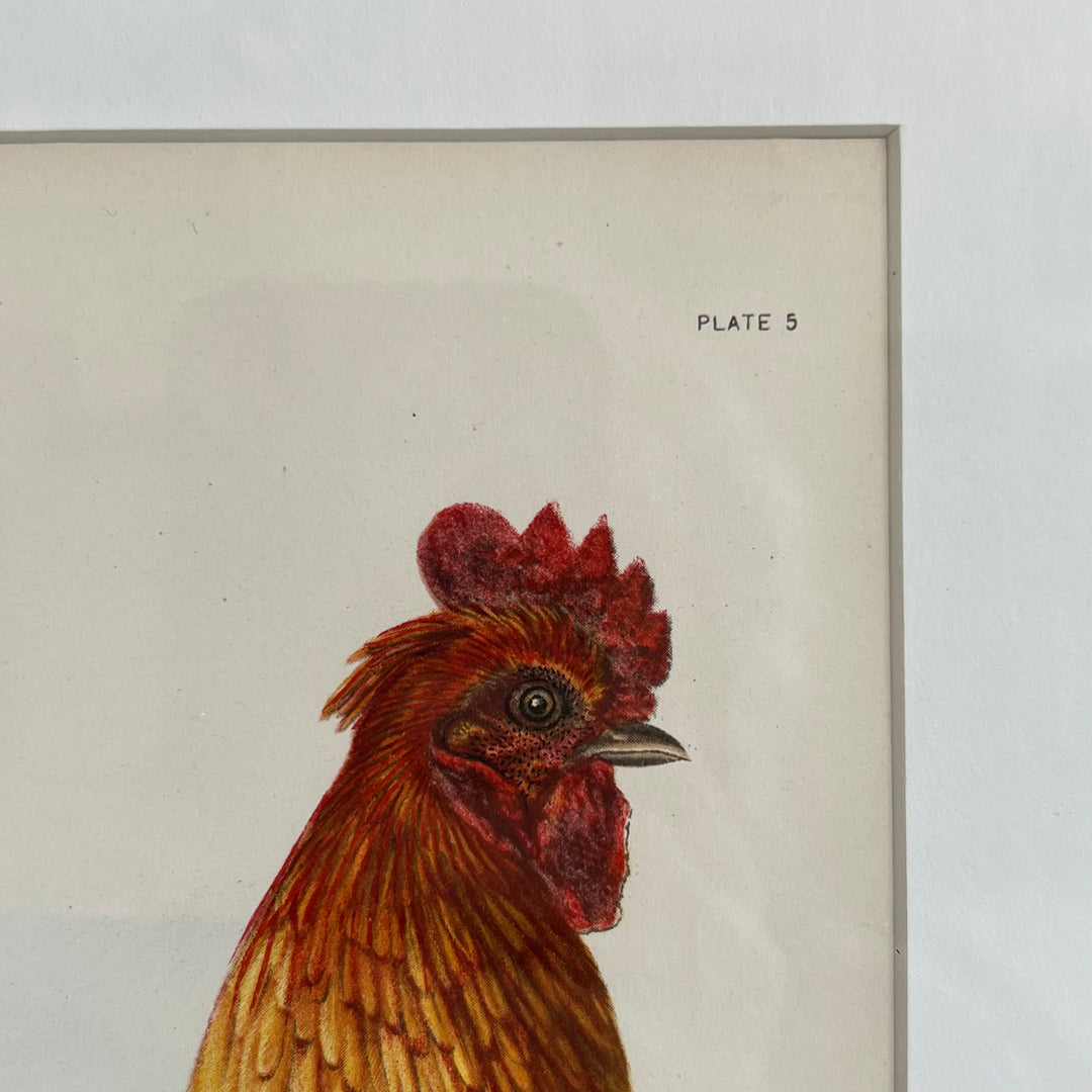 Original 1909 Kako Morita Chicken Lithograph (Plate 5)