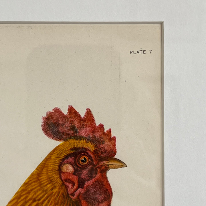 Original 1909 Kako Morita Chicken Lithograph (Plate 7)