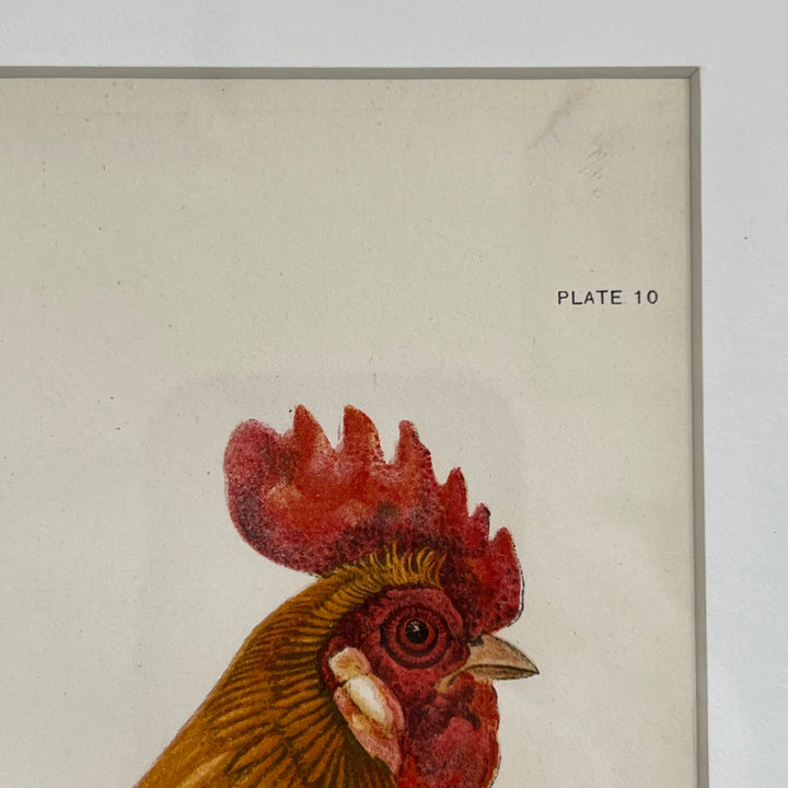 Original 1909 Kako Morita Chicken Lithograph (Plate 10)