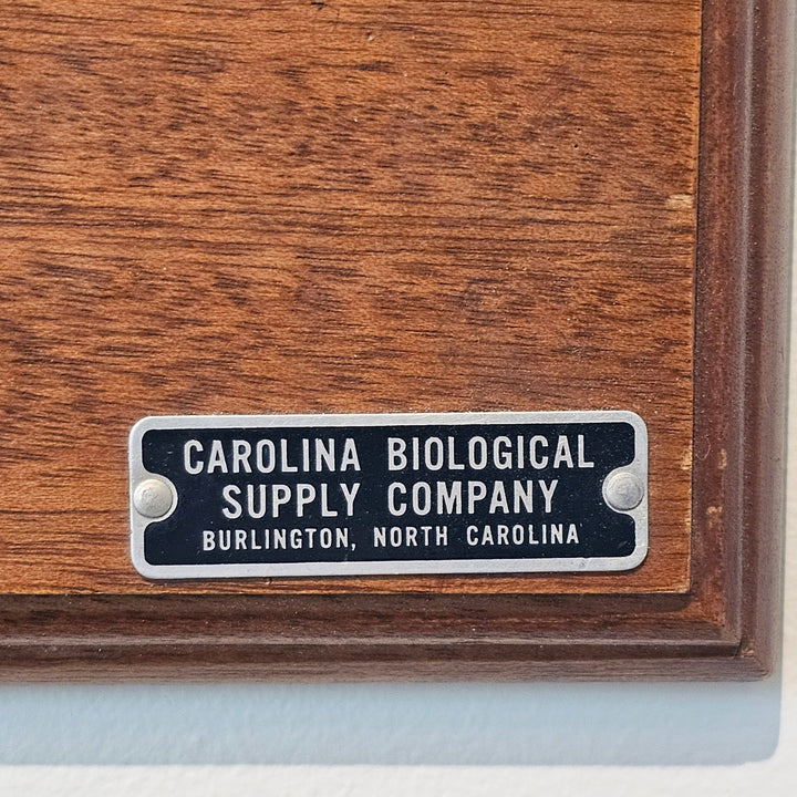 Vintage 3D Scientific Model of Clam