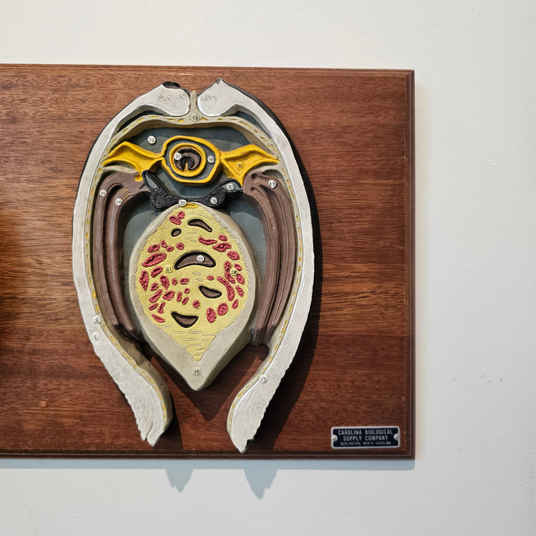 Vintage 3D Scientific Model of Clam
