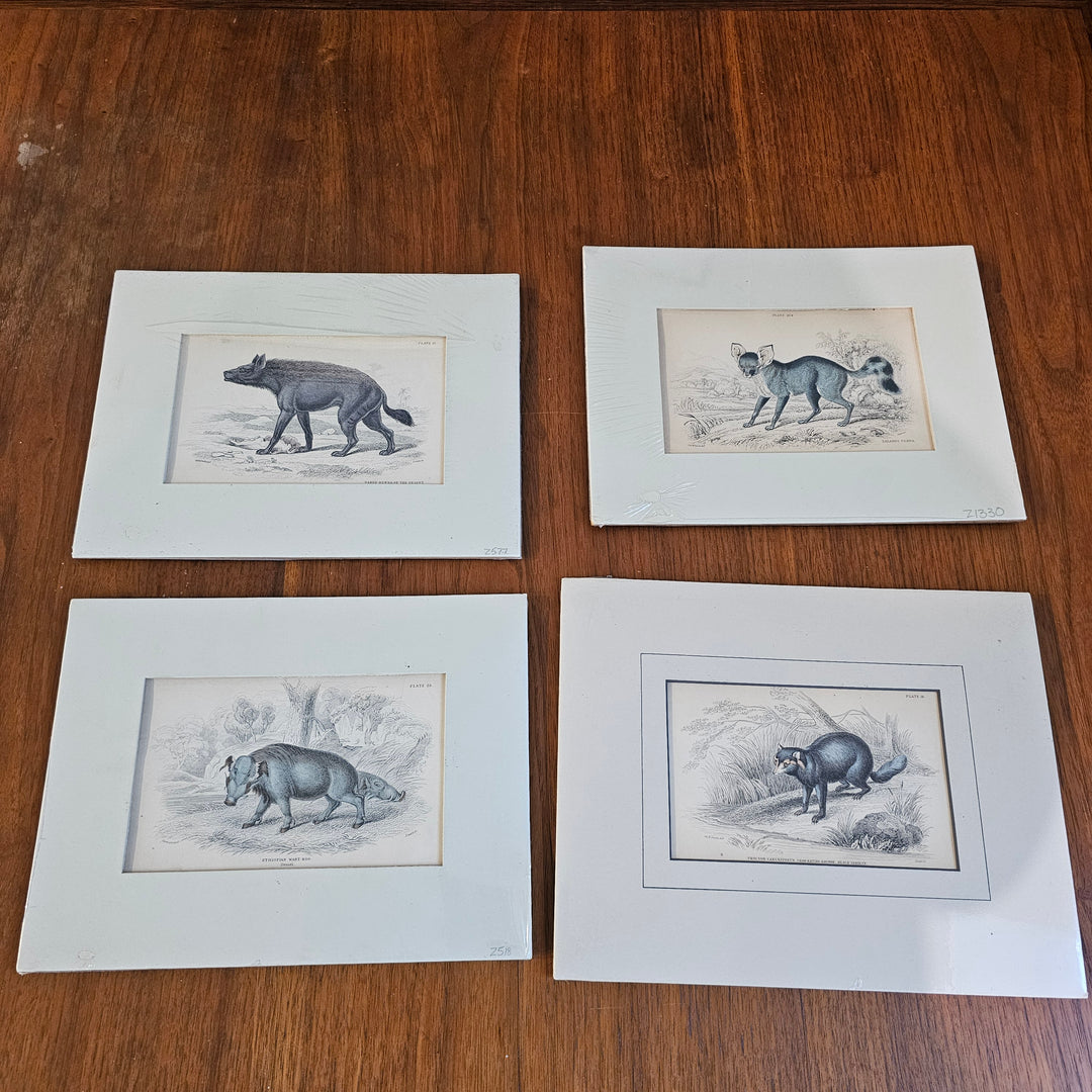 Misc Antique Handcolored Animal Prints (small)