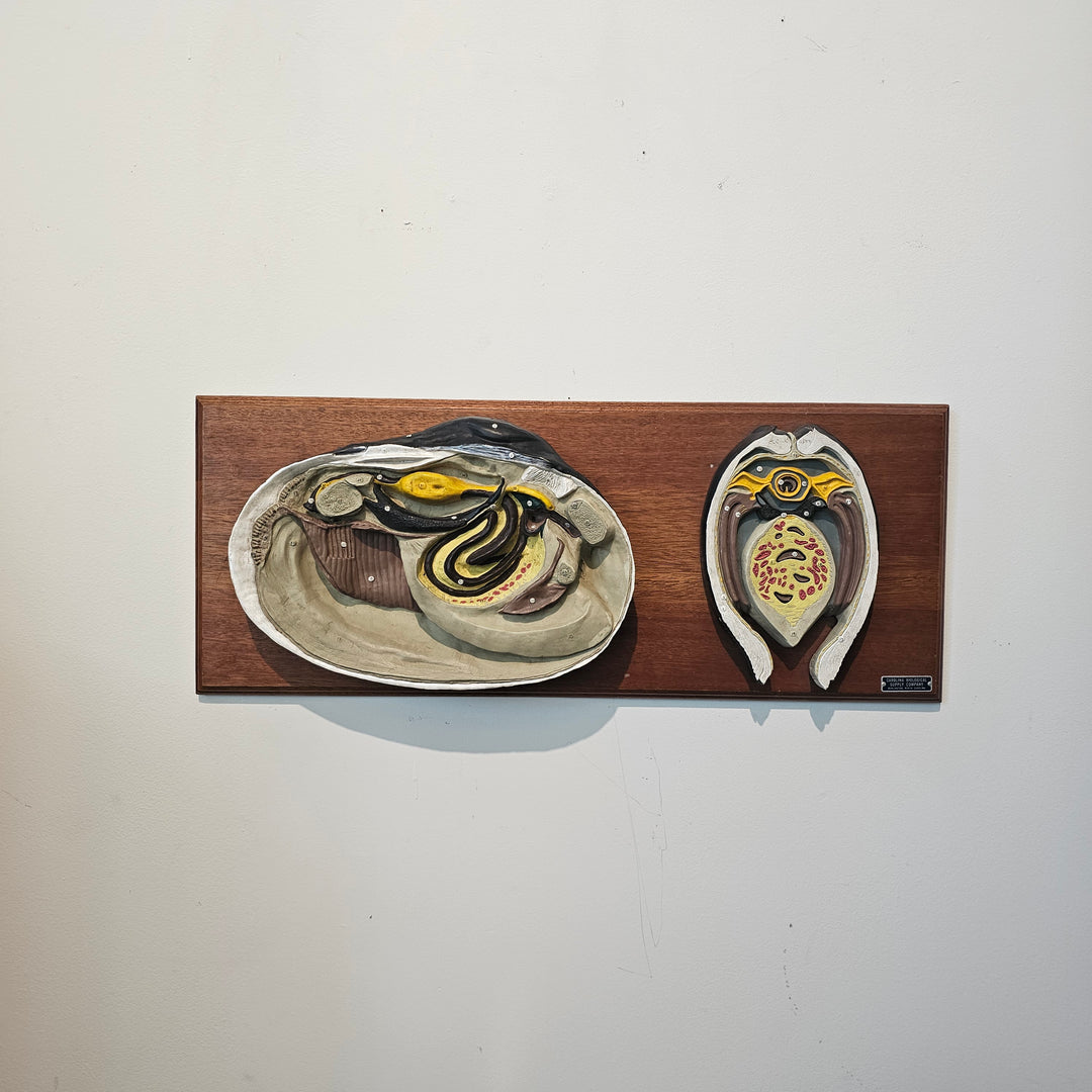 Vintage 3D Scientific Model of Clam
