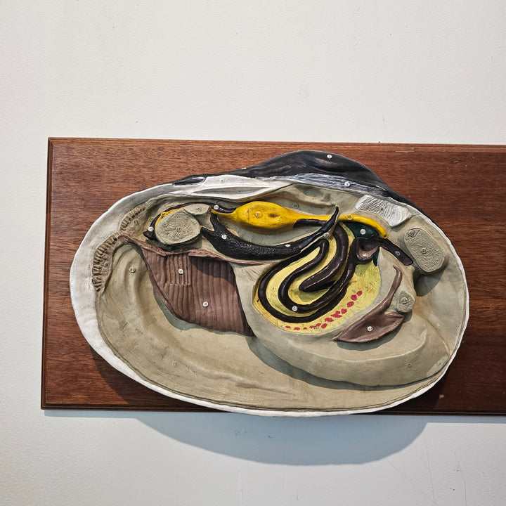 Vintage 3D Scientific Model of Clam