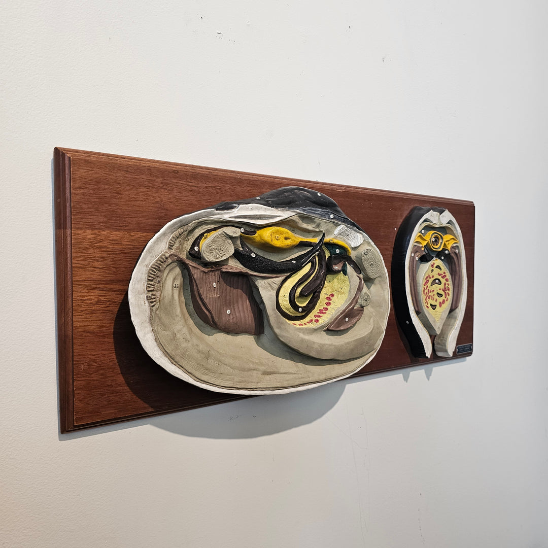 Vintage 3D Scientific Model of Clam
