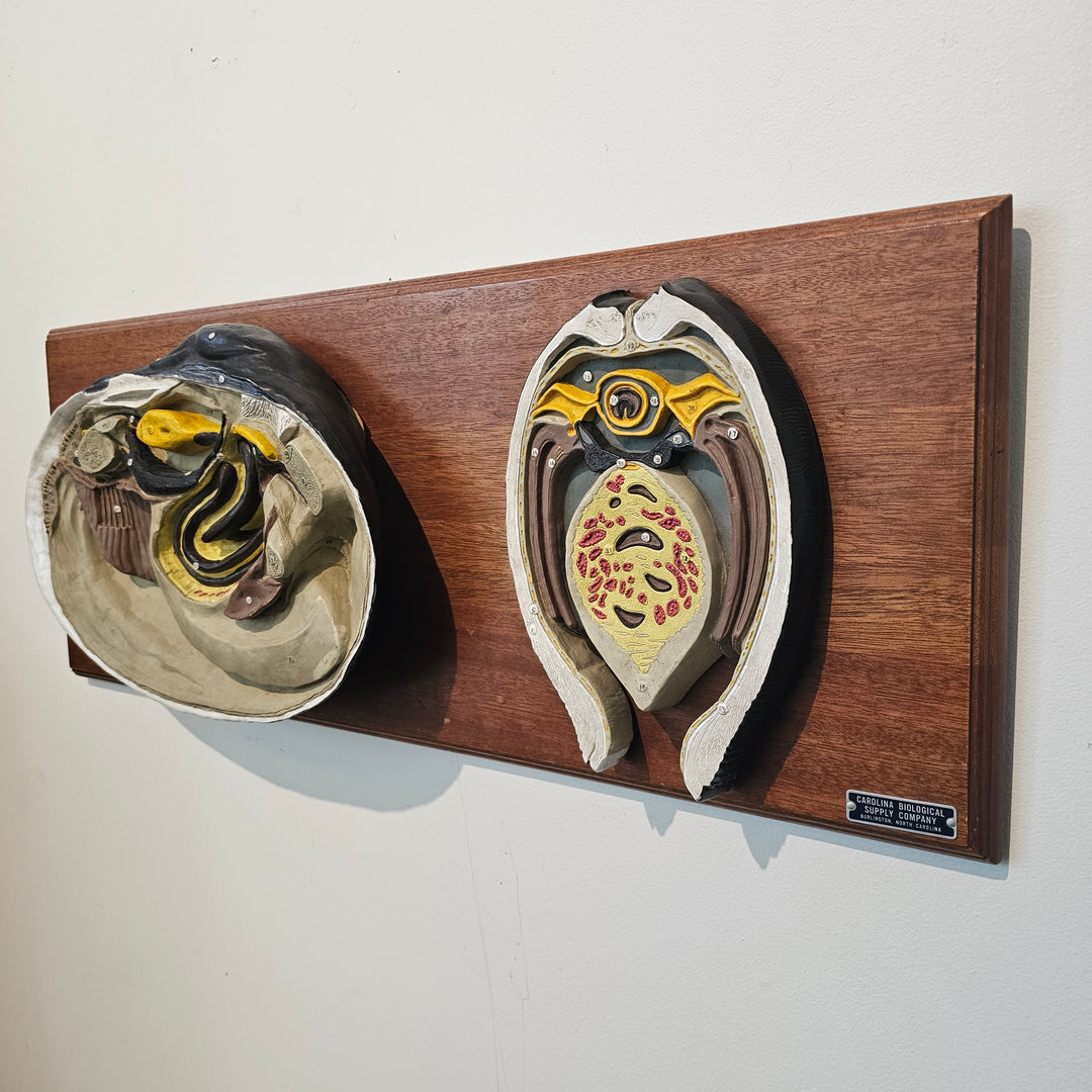 Vintage 3D Scientific Model of Clam